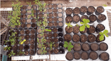 Mejora en Germinación Forestal